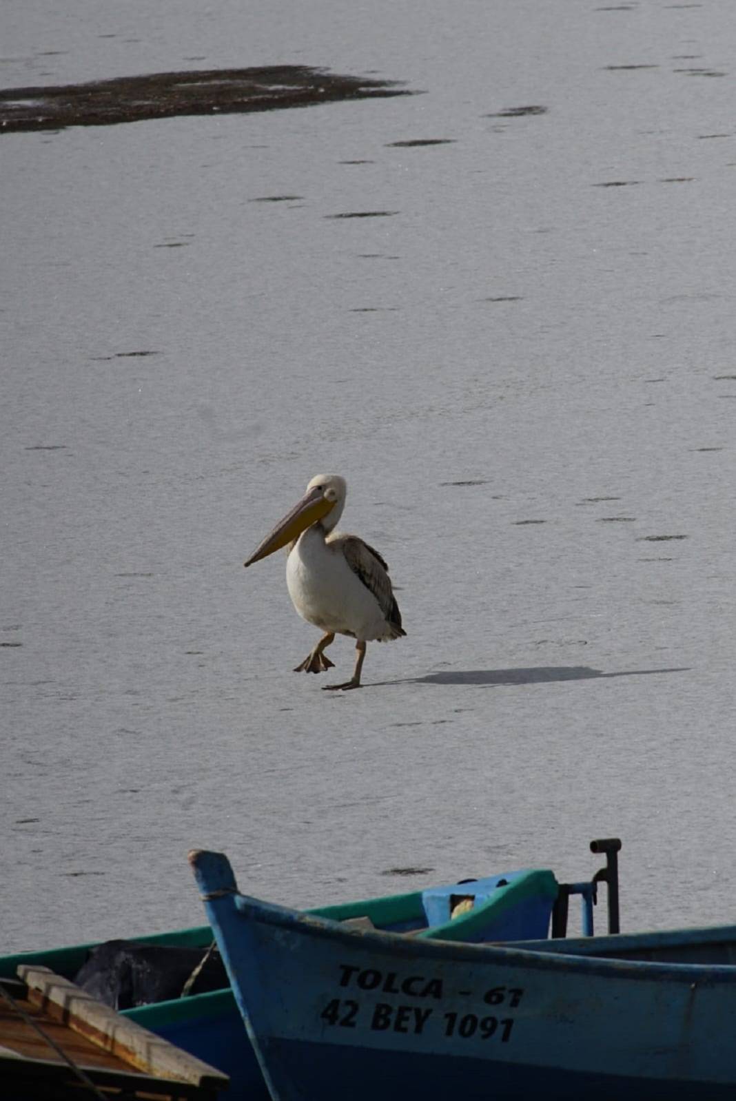 Konya'daki parkta pelikanlar görüldü! Fotoğraf tutkunları akın etti 3